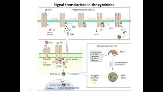 Signal Transduction in Cytokines  IL6 and STP gp130 [upl. by Sacrod]