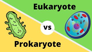 PROKARYOTES VS EUKARYOTES How cells are different [upl. by Emanuela652]