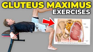 4 Gluteus Maximus Strengthening Exercises [upl. by Beverly]