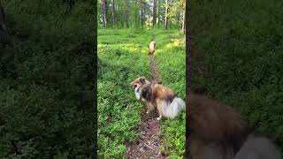 An evening walk with my shelties [upl. by Vidovik]