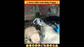 Puppy Dog Cute Puppies Dog Sound Chote Pille ki Awaaz shorts insaniyat dog puppy shortvideo [upl. by Apthorp425]