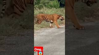 TIGER SPOTTED ON ROAD [upl. by Mathur]