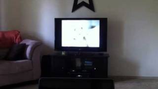 Puppy watching ASPCA Commercial [upl. by Lemhaj]