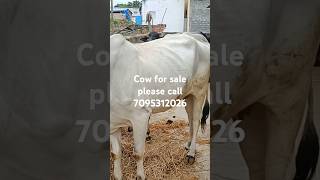 Ongole Cow for sale price ₹60000 Price can be negotiable sale is only for farmers If interested [upl. by Artenek543]