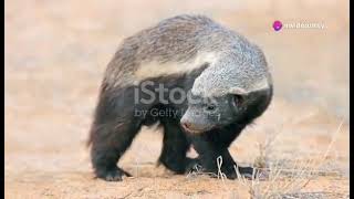 5 facts about honey badgers [upl. by Dorita455]