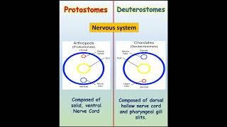 Discover the Incredible Difference Between Protostomes and Deuterostomesilmkidunyaofficial [upl. by Sylram]