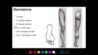 Dermatomes of lower limb made easy  in 5 min  simple  memorize [upl. by Sukramaj]