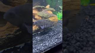 Black Convict Cichlid fish convictcichlid shorts asmr aquarium fishtank animals pets nature [upl. by Adlitam156]