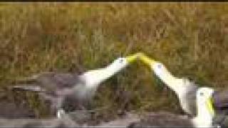 Waved Albatross Courtship Galapagos Video 3 [upl. by Ralfston]