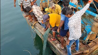 200Kg 😱😱 Whale shark trapped on fishing net 4k fishing [upl. by Anurag]