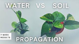 Water vs Soil Propagation 7 Week Comparison with Pothos  Should I propagate in water or soil [upl. by Nevlin]