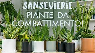 Sansevierie piante da combattimento Come prendersene cura dalla a alla z [upl. by Zosi]