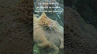 도쿄 선샤인 아쿠아리움 매그니피센트 씨 아네모네 Magnificent sea anemone [upl. by Shaughn]