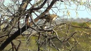 Chestnut Crowned Babbler near Broken Hill [upl. by Tsan]