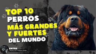 ¡Top 10 Razas de PERROS Más GRANDES y FUERTES del Mundo 🏋️🐾 dog dogs [upl. by Ainek496]