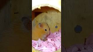 হ্যামস্টার। hamster life। hamster [upl. by Ressan851]