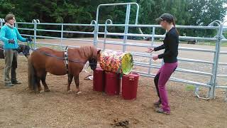 Shetland Pony sinnvoll beschäftigen mit Spaß [upl. by Gage]