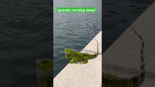 Run run away iguana reptiles wildlife floridawildlife southflorida animals [upl. by Walliw]