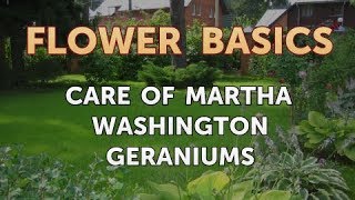 Care of Martha Washington Geraniums [upl. by Zilef]