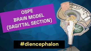 Diencephalon  Sagittal View of Brain  Thalamus  Hypothalamus  Epithalamus  Subthalamus [upl. by Enelyahs748]