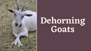 Dehorning adults goats banding horns [upl. by Eddina]