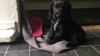 Working Cocker Spaniel Puppies  Relaxing Video [upl. by Anuahsar]