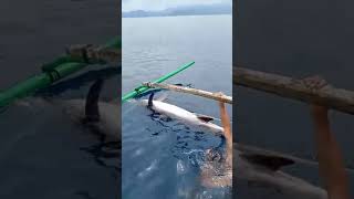 Dapat ikan Marlin bro hampir 1 kwintal fishing monster marline [upl. by Harned81]