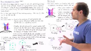 Major Histocompatibility Complex MHC Class I and II [upl. by Daisey]