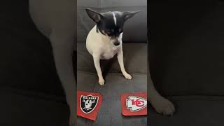 Raiders vs Chiefs nfl nflpredictions nflfootball week8 lasvegasraiders kansascitychiefs dog [upl. by Parhe]