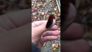 Woolly bear caterpillar [upl. by Atima]