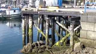 Port McNeill Vancouver island [upl. by Fidelis335]