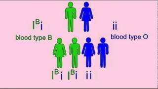 GENETICS 1 INHERITANCE OF BLOOD TYPE [upl. by Jared]