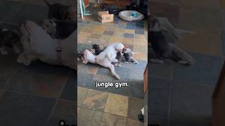 100Pound Dog Happily Nurses Beagle Pups shorts animals dog happy puppy cute thekoala love [upl. by Assirahc]