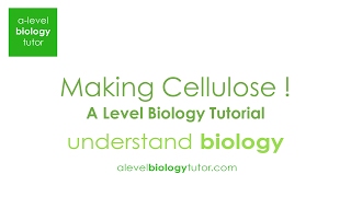 Formation of Cellulose through Glycosidic bonding with Beta Glucose Alevel Biology [upl. by Calvina]