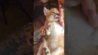 Caracal life🐅❤️ каракал cat caracal kitten animals caracat сервал cute serval [upl. by Hannibal518]