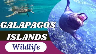 Unbelievable Wildlife Encounters you will have in the Galápagos Islands [upl. by Yanarp953]