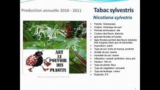 Tabac sylvestris nicotiana sylvestris plante annuelle [upl. by Duj]