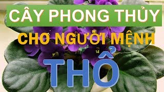 Cây phong thủy hợp với người mệnh Thổ [upl. by Richey274]