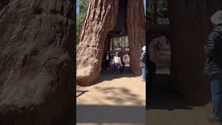 Tunnel Tree  Giant Sequoia Meriposa Grove Yosemite National Park California USA [upl. by Enitsenre]