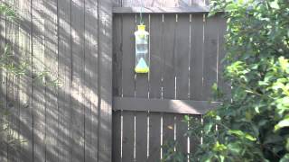 Wasp yellowjacket traps do they work Pt 2 of 2 [upl. by Aserehc]