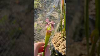 Sarracenia Leucophylla “Hurricane Creek White” X “Super Pink sarracenia plants nature carnivore [upl. by Erie]