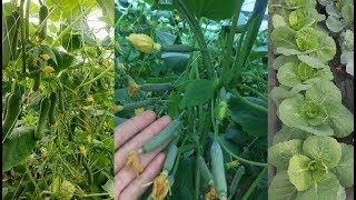 Cucumber Tomatoes Cabbage in My Farm November 2017 [upl. by Tobias]