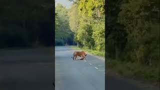 Tiger Hunts Spotted Deer in Jim Corbett National Park tiger wildlife corbett [upl. by Hehre271]