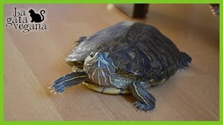 10 CONSEJOS PARA QUE UNA TORTUGA DE AGUA SEA FELIZ  TIPS PARA MEJORAR LA CALIDAD DE VIDA [upl. by Edna]