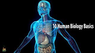 10 Human Biology Basics Everyone Should Know [upl. by Eitteb]