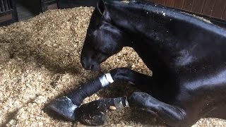 Undercover Horses Abused at Top Training Barn [upl. by Niela]