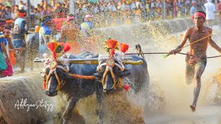 katapaadi jodukare kambala KambalaVideo [upl. by Panaggio]