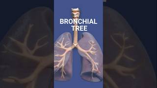 INTRODUCTION TO BRONCHIAL TREE bronchialtree respiratorysystem respiration medicaleducation [upl. by Stacee]