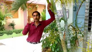 The Flowers and Fruits on Areca Palm and Phoenix [upl. by Studner]