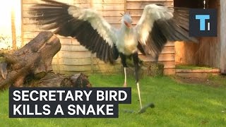 Secretary bird kills a snake [upl. by Cornish]